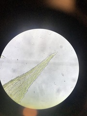 Sciuro-hypnum starkei