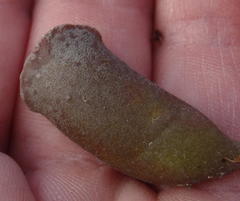 Adromischus cristatus cristatus