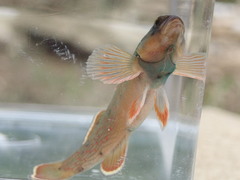 Etheostoma camurum