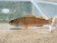 Etheostoma camurum