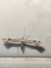 Platyptilia carduidactylus