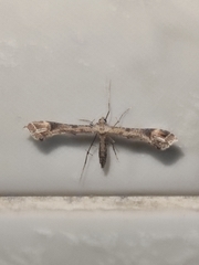 Platyptilia carduidactylus