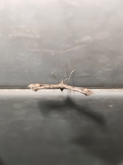 Platyptilia carduidactylus