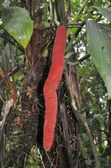 Anthurium darcyi