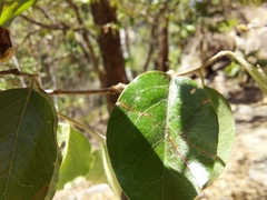 Petalostigma