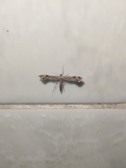 Platyptilia carduidactylus