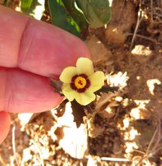 Hibiscus pusillus