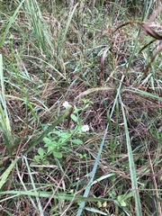 Mecardonia acuminata acuminata