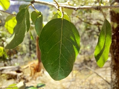Petalostigma