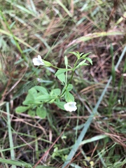 Mecardonia acuminata acuminata