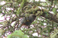 Trochalopteron elliotii