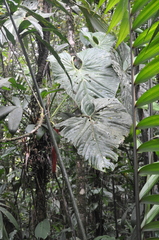 Anthurium darcyi