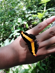 Catonephele mexicana