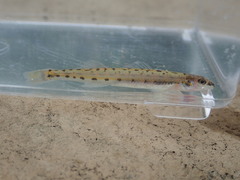 Ammocrypta pellucida