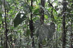 Anthurium darcyi