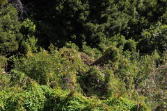 Ipomoea cairica cairica