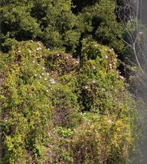 Ipomoea cairica cairica
