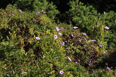Ipomoea cairica cairica
