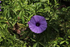 Ipomoea cairica cairica