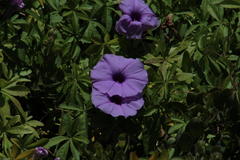 Ipomoea cairica cairica