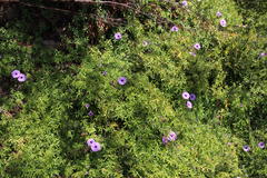 Ipomoea cairica cairica