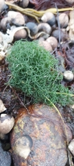 Chaetomorpha linum