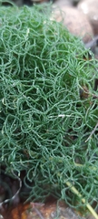 Chaetomorpha linum