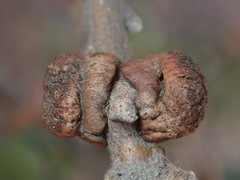 Disholcaspis prehensa