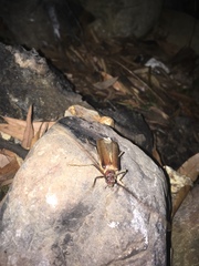 Ochrocydus huttoni