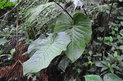 Anthurium coloradense