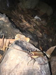 Ochrocydus huttoni