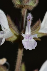 Salvia disermas