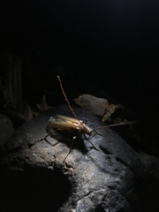 Ochrocydus huttoni
