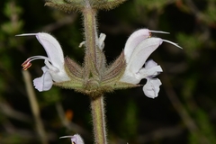 Salvia disermas