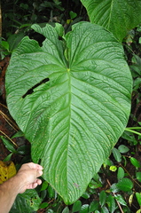 Anthurium coloradense