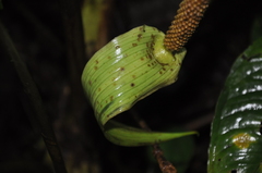 Anthurium coloradense