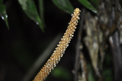 Anthurium coloradense