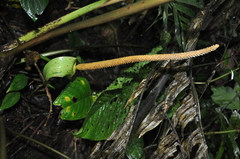 Anthurium coloradense