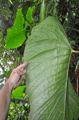 Anthurium coloradense