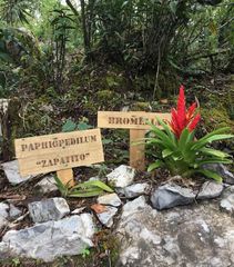 Tillandsia multicaulis