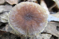 Pluteus phlebophorus