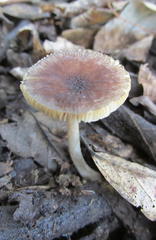 Pluteus phlebophorus