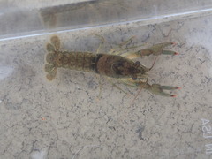 Faxonius cristavarius