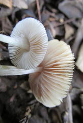 Pluteus phlebophorus