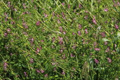 Fumaria muralis muralis