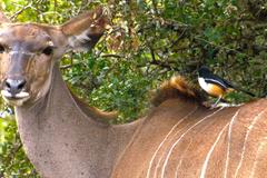 Laniarius ferrugineus