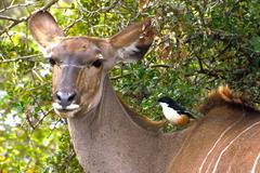 Laniarius ferrugineus