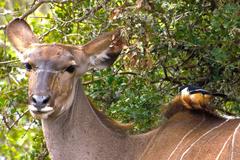 Laniarius ferrugineus