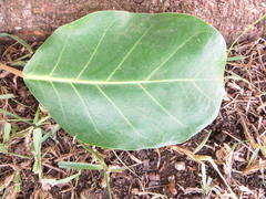 Ficus lutea