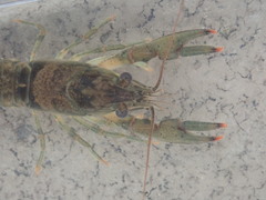 Faxonius cristavarius